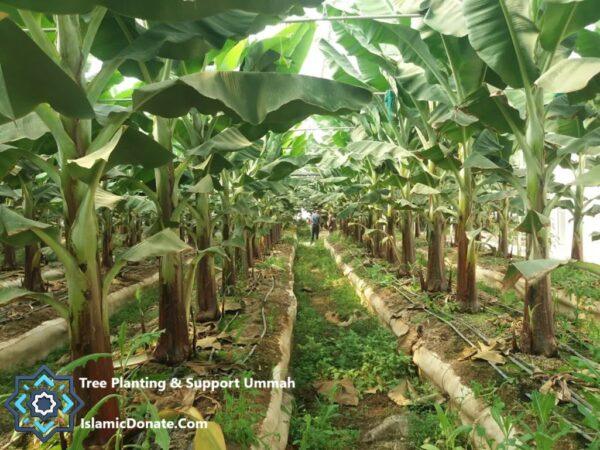 Greenhouse with rows of young banana trees, showing irrigation channels and indicating a crypto-supported donation project for sustainable livelihoods, aided by ETH for the Muslim community.