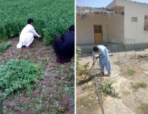 Alfalfa harvest assistance Mustafa's father's village