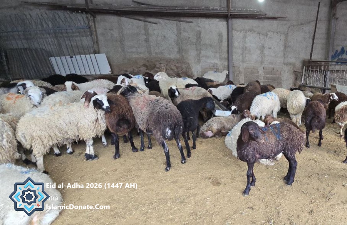 Qurbani donation livestock prepared for Eid al-Adha 2026 impact funded by PYUSD crypto charity in regional distribution centers.